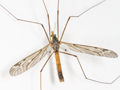 Tipula scripta